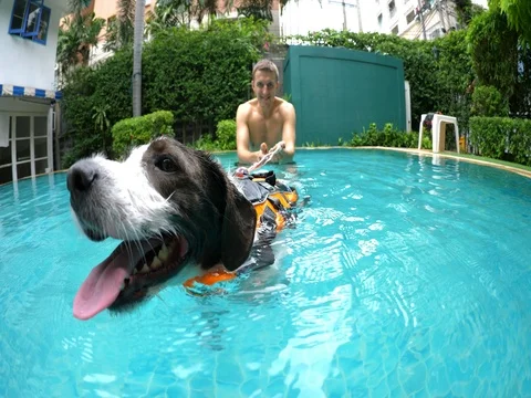 Cute Dog In Life-Jacket Exercises In Swimming Pool In Summer Vidéo 78187388