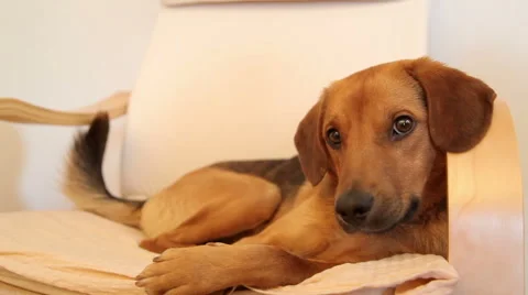 Cute dog looking at camera Video stock 48962078