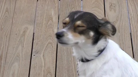 Cute dog looking at the camera Stock Footage 68893700