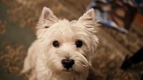 Cute Dog Looking At Camera Stock Footage 164114538