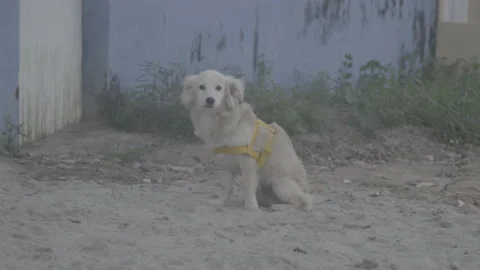 Cute dog looking in camera Stock Footage 168819147