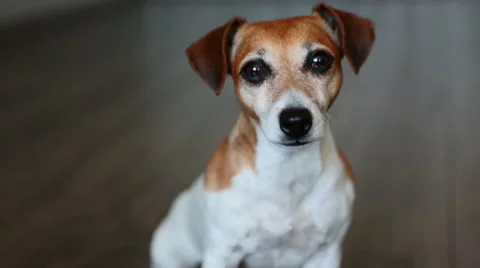 Cute dog looking to the camera. jack russell terrier dog Vídeo Stock 53356602