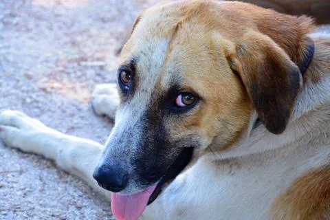 Cute dog looking at the camera. Stock Photos