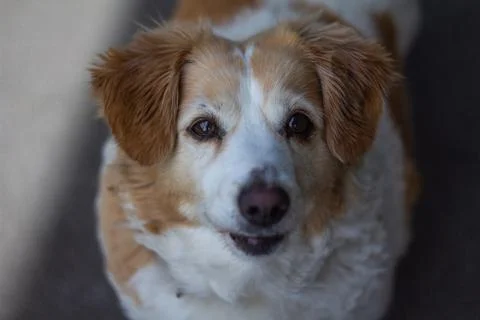 Cute dog looking into the camera Photos
