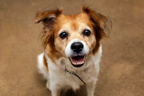 A cute dog looking at the camera, a smiling happy dog portrait closeup Stock Photos
