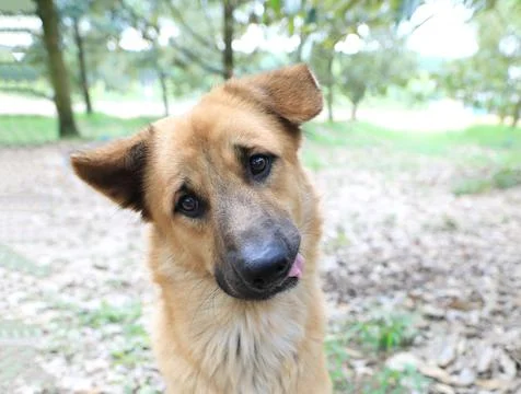 Cute dog looking at the camera with suspicious look. Stock Photos