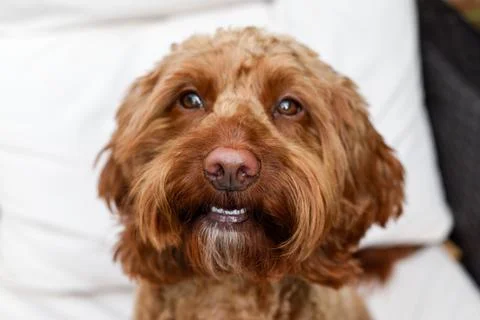 Cute dog looking at camera while sitting outside Stock Photos