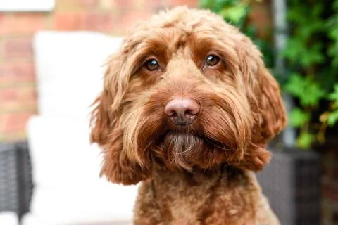 Cute dog looking at camera while sitting outside Stock Photos