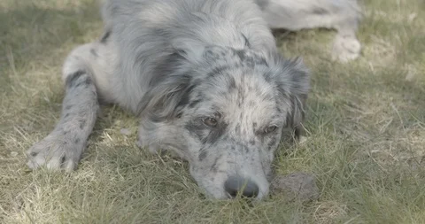 Cute dog looking Stock Footage 107103748