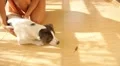 Cute Dog Looking at Little Gecko Outdoors. HD Footage