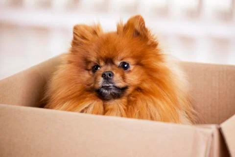 Cute dog looking out of a cardboard Stock Photos