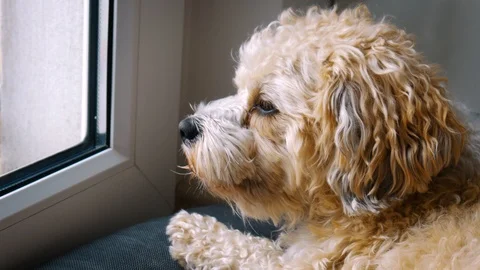 Cute Dog Looking Out The Window Stock Footage 106360368