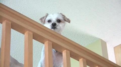 Cute Dog Looking Over Railing 스톡 동영상 65745765