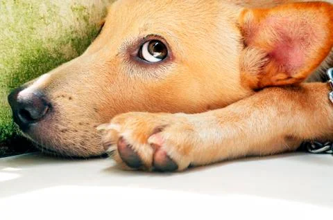 Cute dog looking up Stock Photos