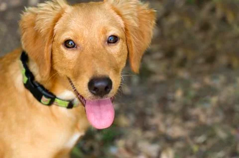 Cute Dog Looking Up Stock Photos