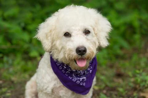 Cute Dog Looking Stock Photos
