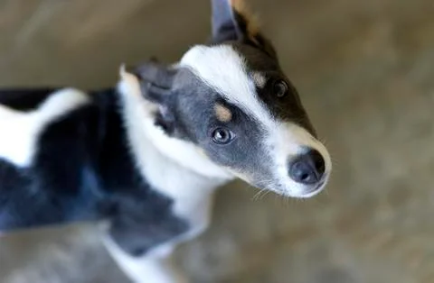 Cute Dog Looking Up Stock Photos