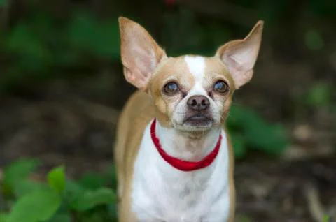 Cute Dog Looking Up Stock Photos