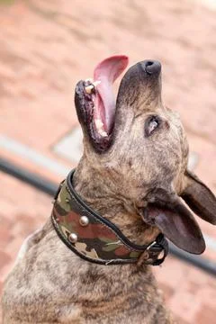 Cute dog looking up smiling while sticking out his tongue. Pitbull brindle dog Stock Photos