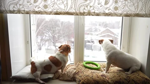 Cute dog looking at snow falling outside the window. Stock Footage 293231089