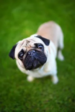 Cute Dog Looking Straight to Camera Stock Photos