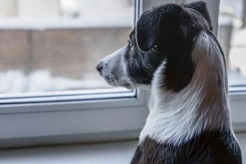 Cute dog is looking through the widnow Stock Photos