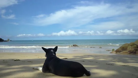Cute dog lying on the beach in Phang Nga 库存影片 145176366