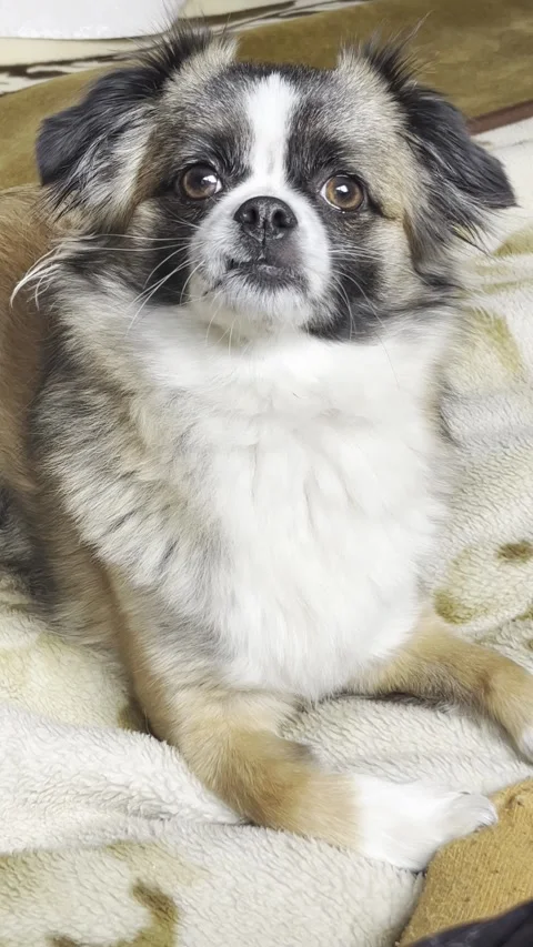 Cute dog lying on bed in cozy bedroom Stock Footage 334330561