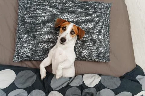 Cute dog lying on the bed. Stock Photos