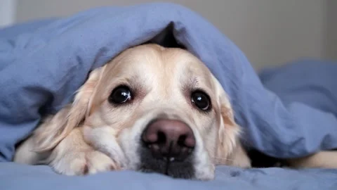 Cute dog lying on bed in sleeping room. Stock Footage 263449624