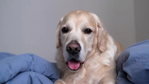 Cute dog lying on a bed in sleeping room. Stock Footage 263449627