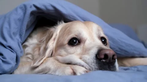 Cute dog lying on a bed in sleeping room. Stock Footage 263449630
