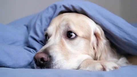Cute dog lying on bed in a sleeping room. Stock Footage 263449636