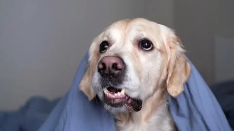 Cute dog lying on a bed in a sleeping room. Stock Footage 263449647