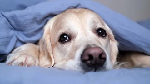 Cute dog lying on a bed in a sleeping room. Stock Footage 263449661