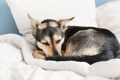 Cute dog lying on the bed sleeping Stock Photos