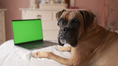 Cute dog lying on belly over cozy bed while looking at camera with blank gr.. Stock Footage 262622253