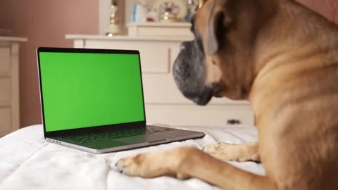 Cute dog lying on belly over cozy bed while looking at laptop with blank gr.. Stock Footage 262622327