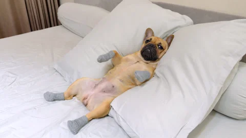 Cute dog lying on big bed pillows, wearing socks, seems sleepy Stock Footage 310718823