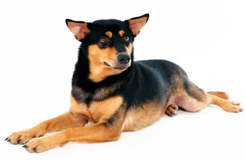 Cute dog lying down Stock Photos