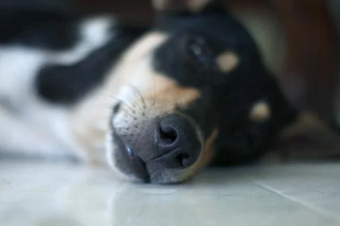 Cute dog lying down. Stock Photos