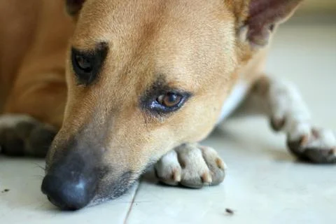 Cute dog lying down. Stock Photos
