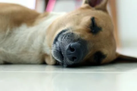 Cute dog lying down. Stock Photos