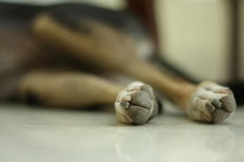Cute dog lying down. Stock Photos
