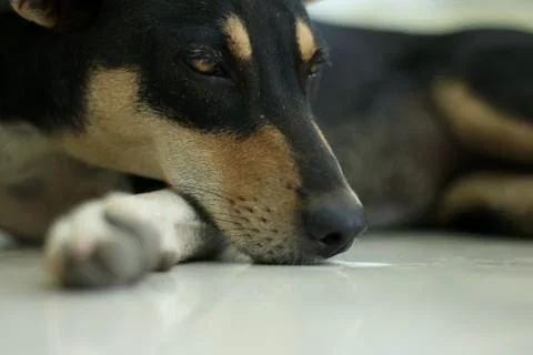Cute dog lying down. Stock Photos