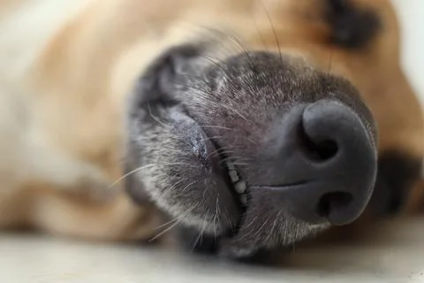 Cute dog lying down. Stock Photos