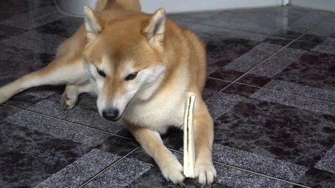 Cute dog lying on the floor and playing with toy bone, Shiba Inu, close-up Stock Footage 101353933
