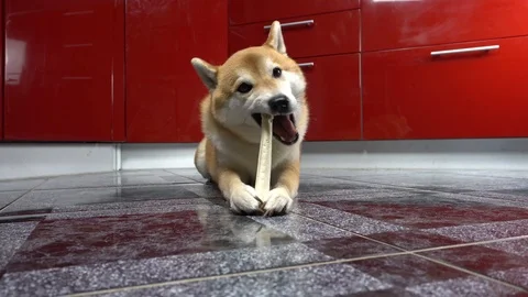 Cute dog lying on the floor and playing with toy bone, Shiba Inu Stock Footage 101353985