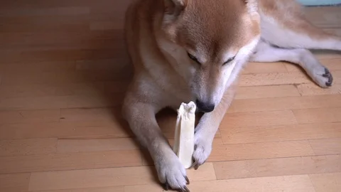 Cute dog lying on the floor and playing with toy bone, Shiba Inu, close-up Stock Footage 101354061