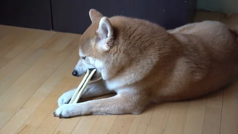 Cute dog lying on the floor and playing with toy bone, Shiba Inu, close-up Stock Footage 101354072